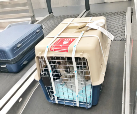 六盘水宠物托运 宠物托运公司 机场宠物托运 宠物空运